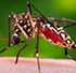mosquito