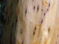 Ambrosia beetle shot holes on tree trunk