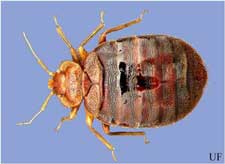 Bed bug adult