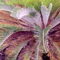 Cycad