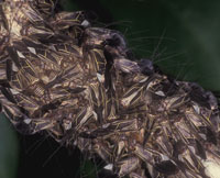 Bark psocids are a pest on bark trees, but do not cause damage