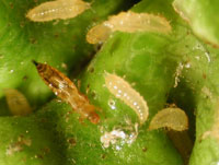 Tabebuia t hrips and larvae cause economical damage on tabebuia