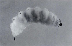 Figure 6. Mature larva of the ligustrum seed weevil O. ligustri.