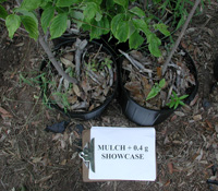 mulch