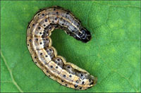 Fall armyworm larvae are pests in many grasses