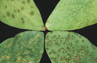 Various stages of soybean rust on soybean leaves.