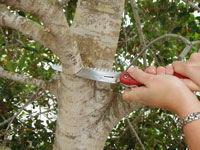 Pruning a tree