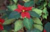 pointsettia