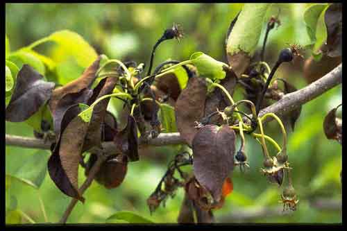 Fruit spurs on pear with fire blight infected blossoms (Photograph by A. L. Jones, Michigan State University)