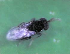 Pupae of Ageniaspis citricola