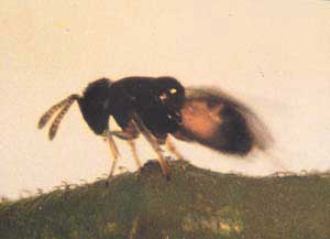 This adult female of Diaphorencyrtus aligarhensis inserts an egg into the nymphs of citrus psylla, Diaphorina citri Kuwayama.