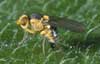 American Serpentine Leafminer