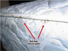 Bed with bed bugs