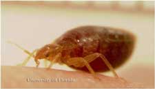 Engorged bed bug