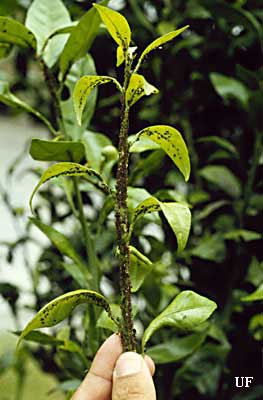 Brown Citrus Aphids reproduce rapidly on tender young citrus flush.