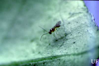 Adult females of Lipolexis scutellaris Mackauer attack immature stages of the brown citrus aphid.