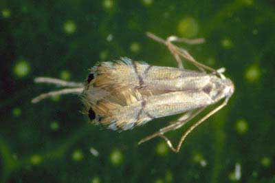 Adult citrus leafminer, Phyllocnistis citrella Stainton, in resting pose.