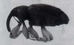 Figure 5. Ligustrum seed weevil Ochyromera ligustri, an insect natural enemy of Chinese privet.