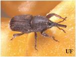 Weevil