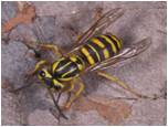 Yellow jacket wasp