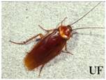 American cockroach