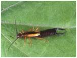 Earwig