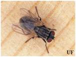 Housefly