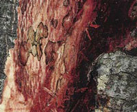 Symptoms of P. ramorum on tanoak that reveals the canker in the inner bark.