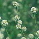 Spermacoce verticillata or southern Larraflower or false shrubby buttonweed